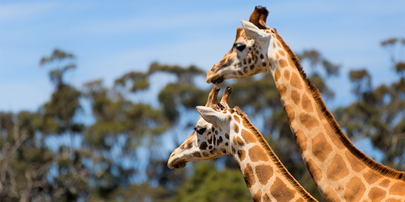 Melbourne Zoo Twilight Series 2017