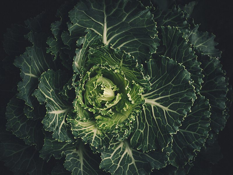 Take a walk on the Vegetarian Side