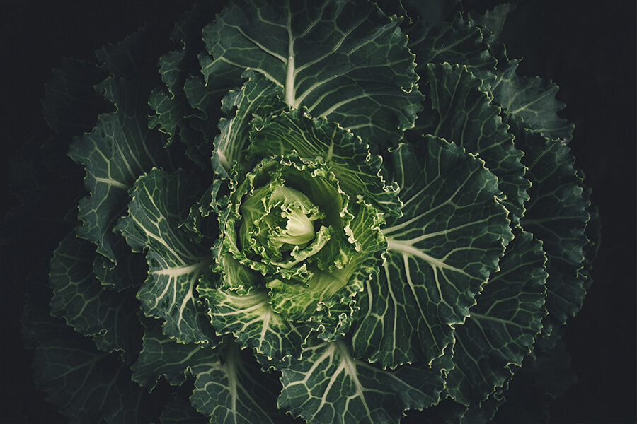 Take a walk on the Vegetarian Side