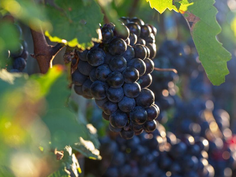 Pinot Noir NZ 2017