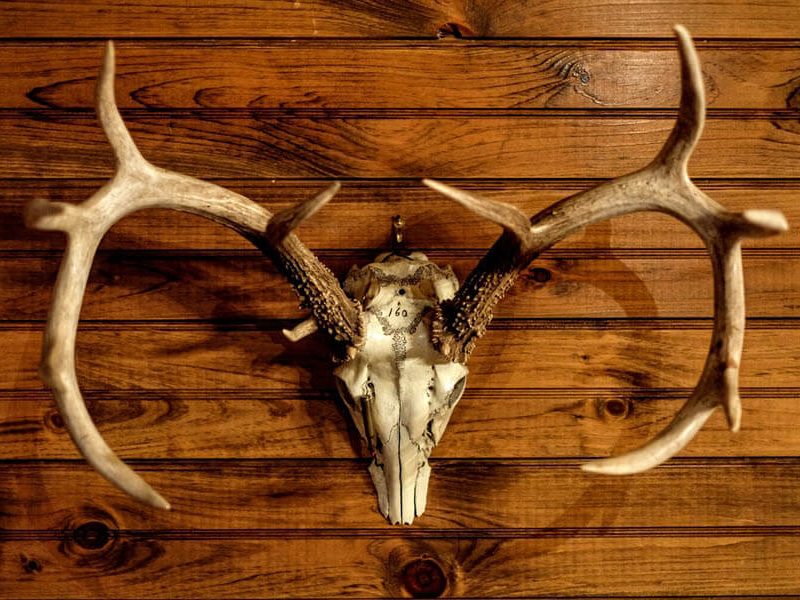 The Art of Taxidermy