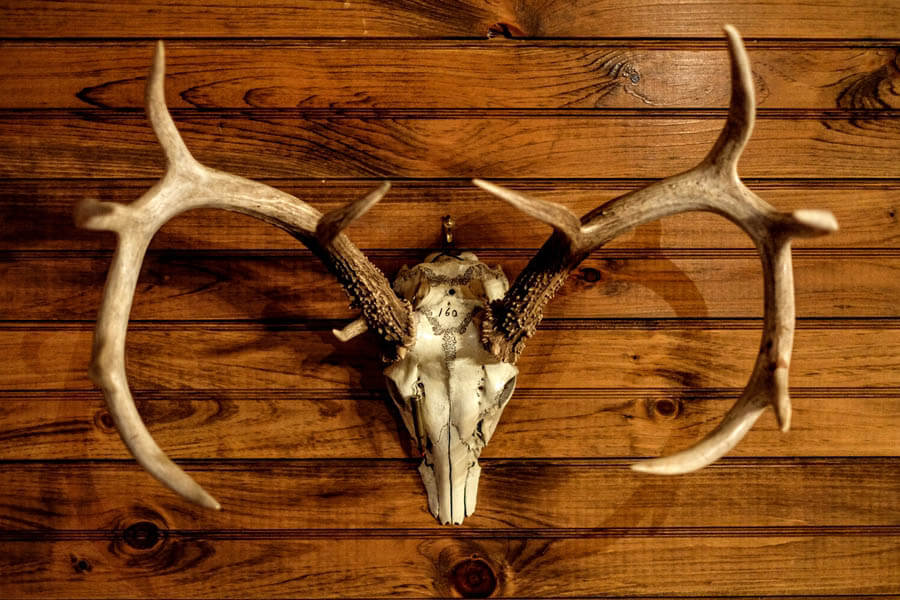 The Art of Taxidermy