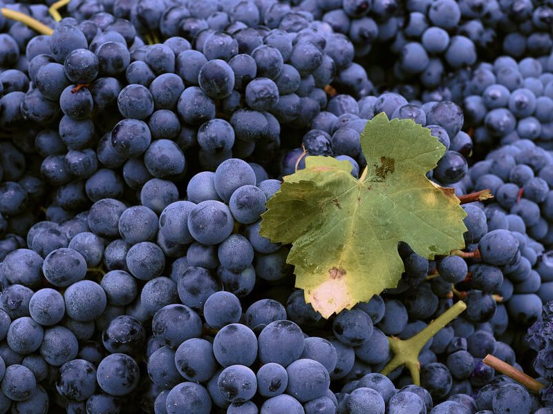 Wellington Wine & Food Festival 2017