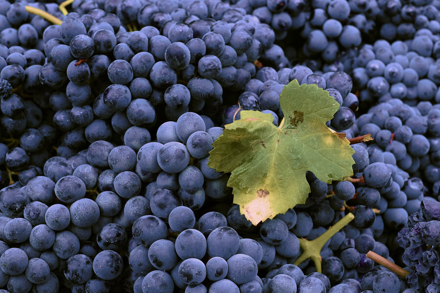 Wellington Wine & Food Festival 2017