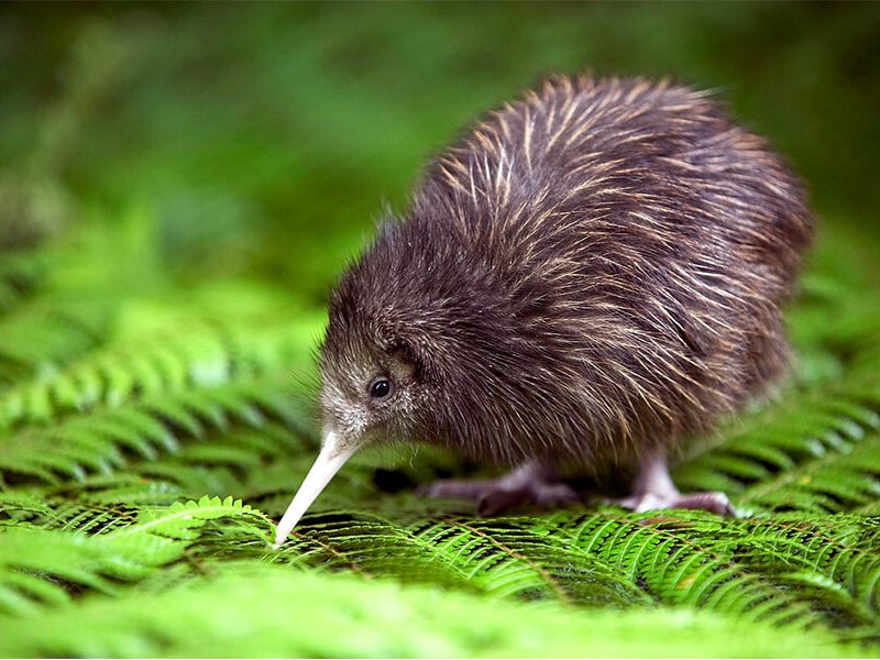 The Wild Side of Wellington