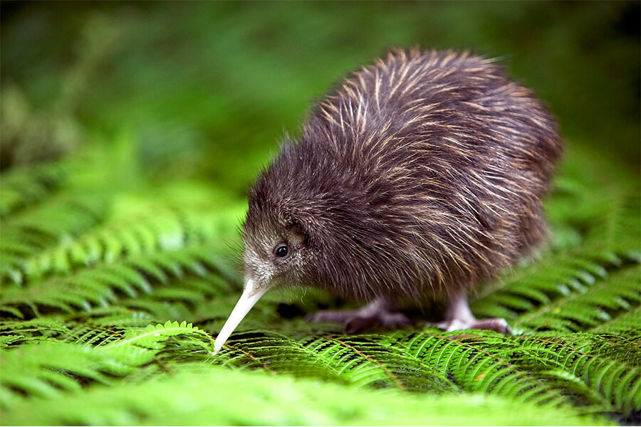 The Wild Side of Wellington