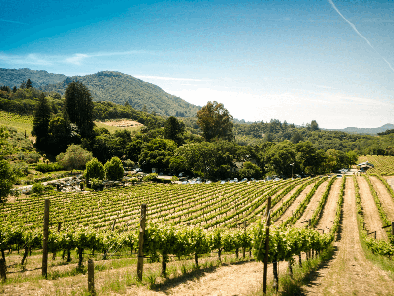 Get Wild at Winetopia