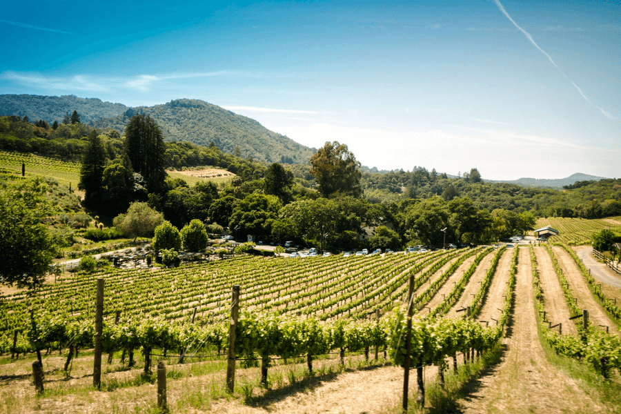 Get Wild at Winetopia