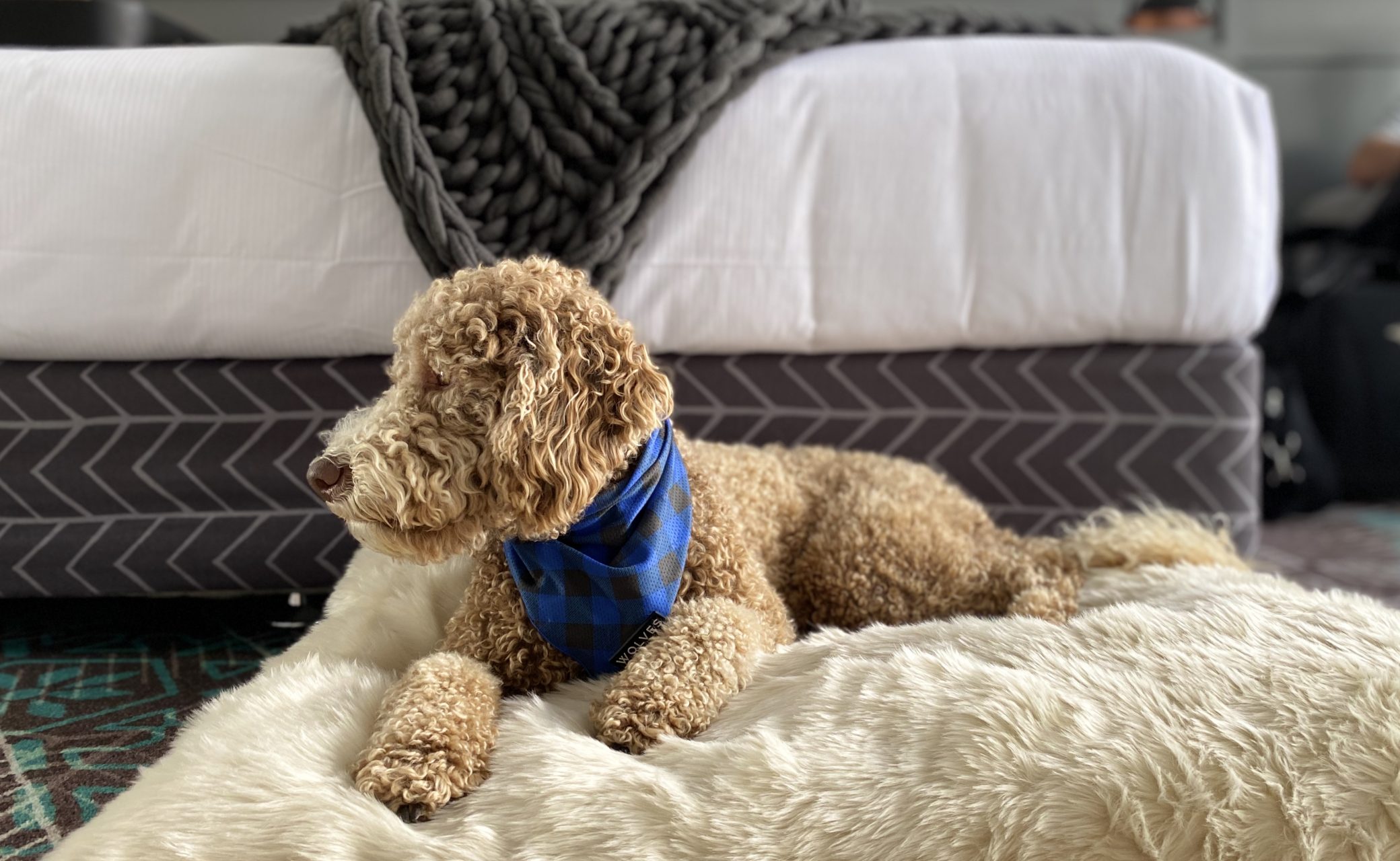 Pup Yeah Henry The Dood