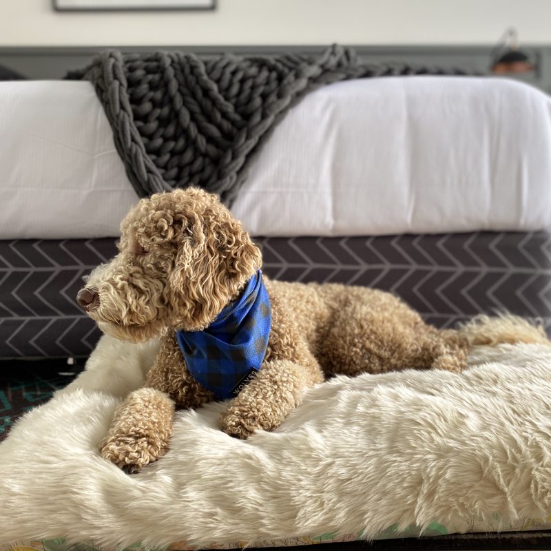 Pup Yeah Henry The Dood