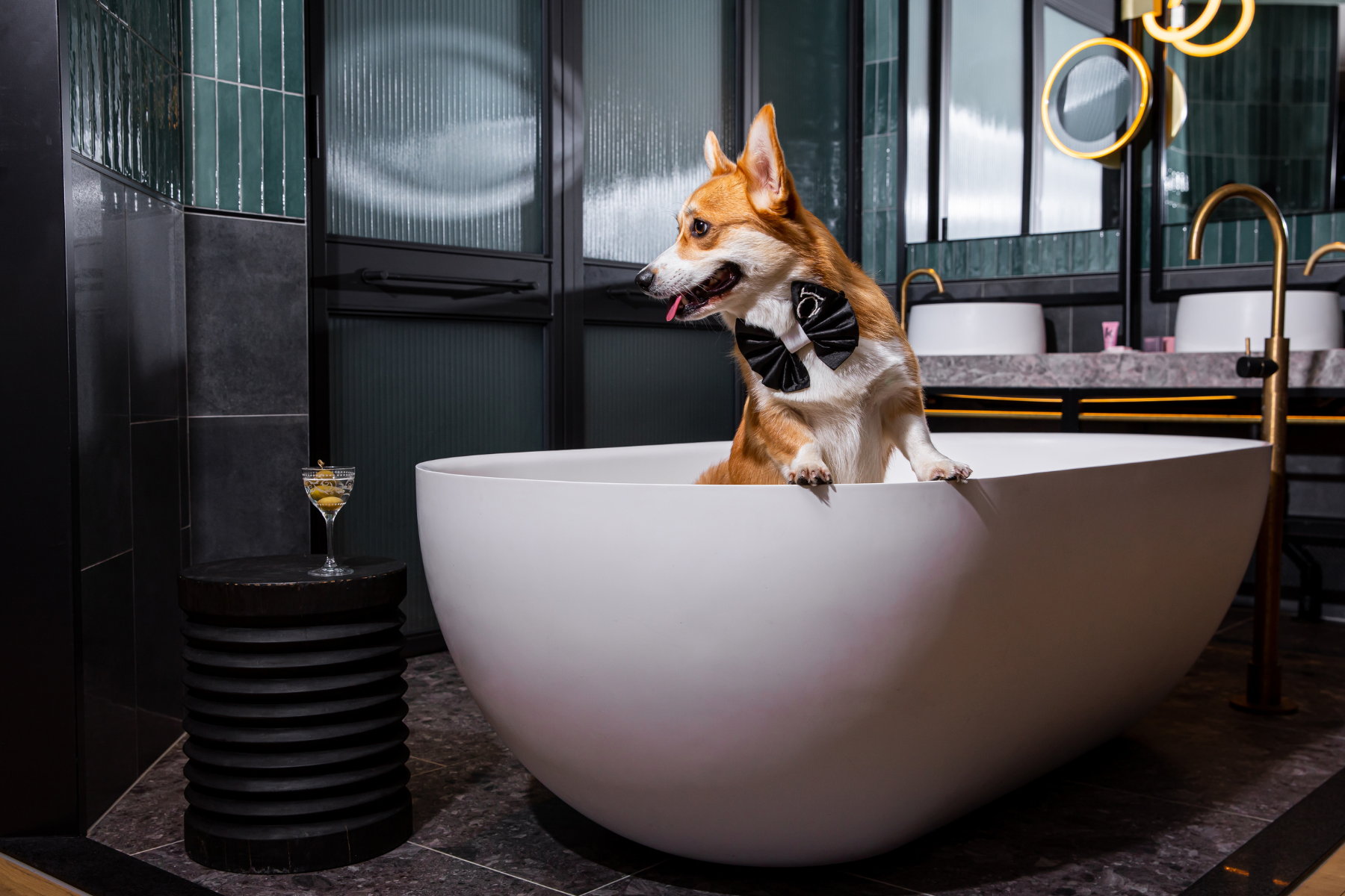 The Paw-fect Puppy Play-cation in Auckland