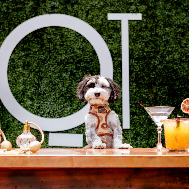 Introducing Barkfest: A Pawfect Afternoon At QT Canberra