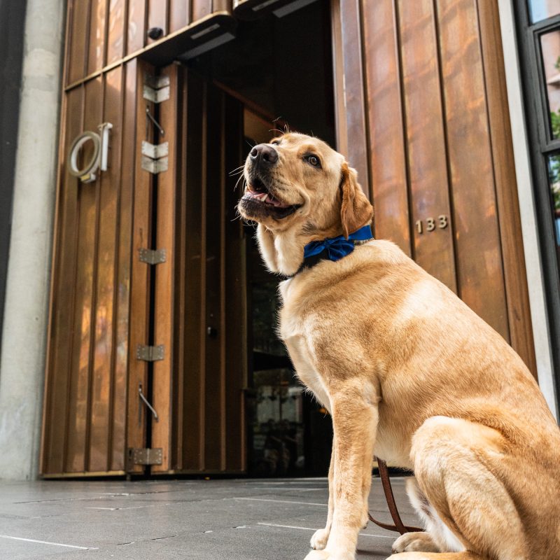 QT Melbourne Welcomes New Wellbeing Dog-Cierge To The Hotel