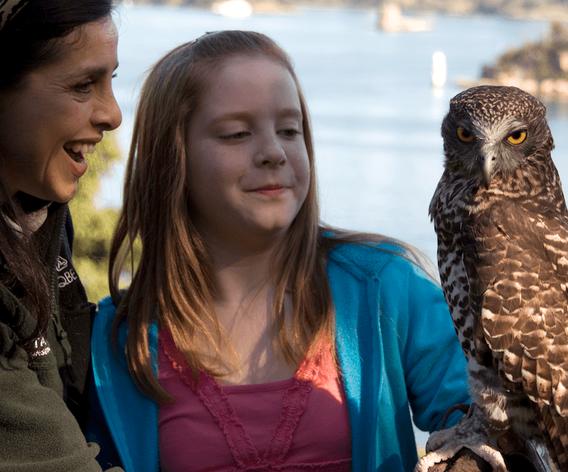 QT Talks To: Nangaw, Taronga Zoo’s One Winged Owl