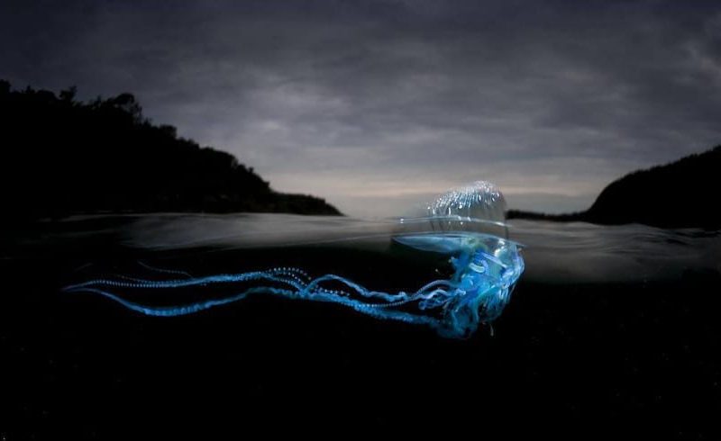 Wildlife Photographer Of The Year
