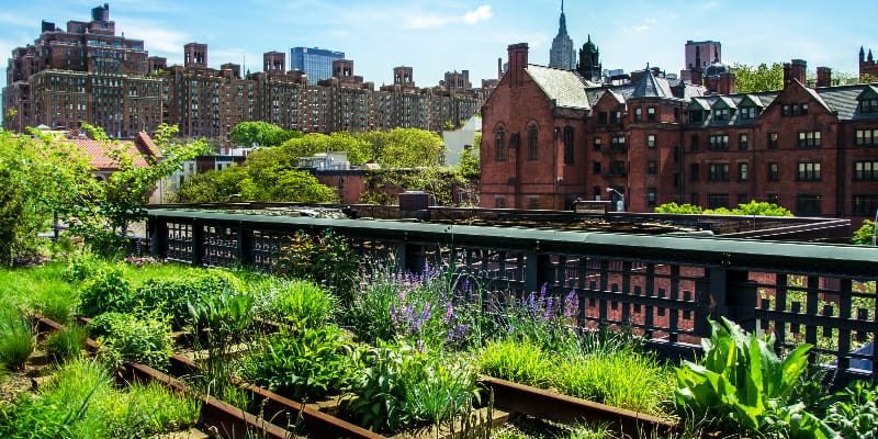 Indira Naidoo’s Edible City