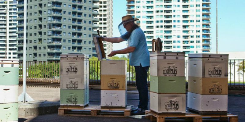 QT Sydney’s Urban Bee Hives