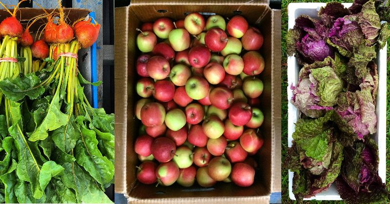 Fresh Picks for Gowings in June