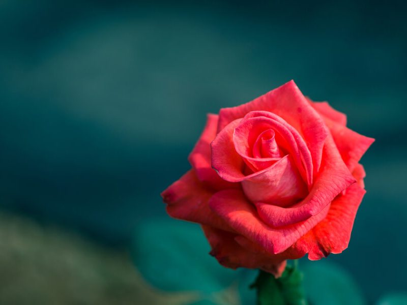 Valentine’s Day in the Harbour City