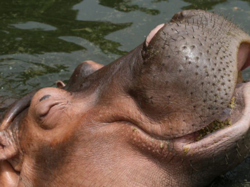 New Baby Hippo at Taronga Zoo