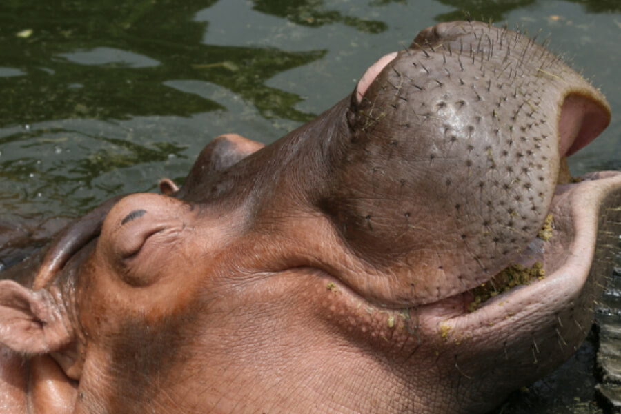 A hippopotamus floats in water with its mouth slightly open, revealing large teeth and whisker-like bristles on its snout.