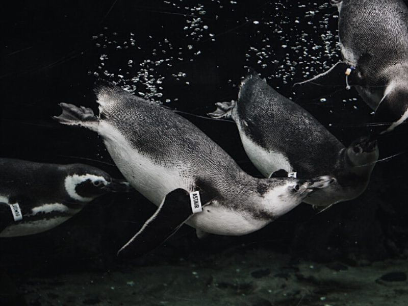 Where to Find Penguins in Sydney