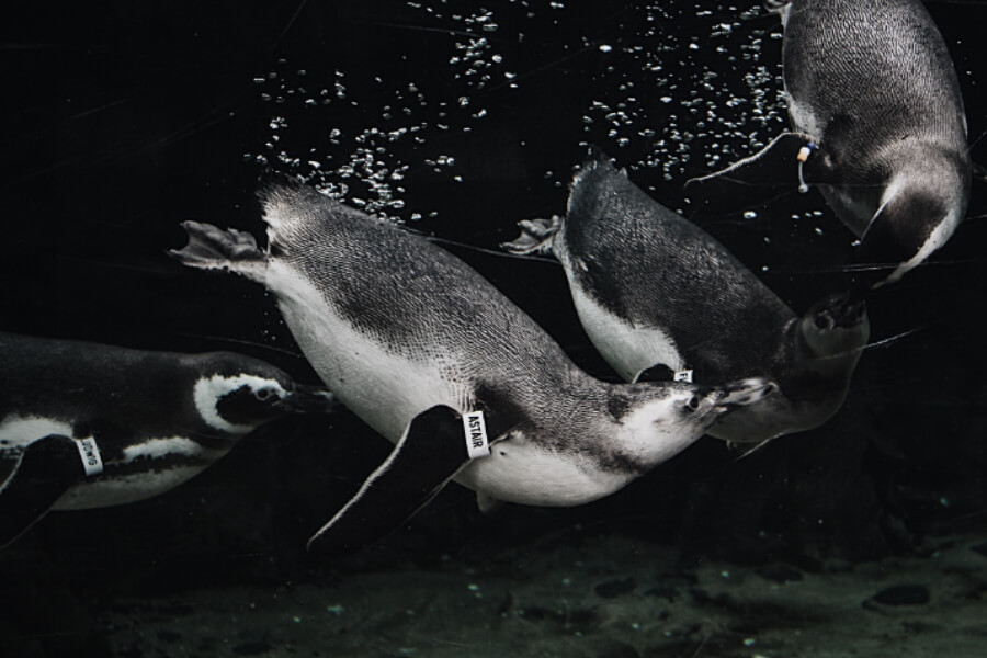 Four penguins swim underwater, with bubbles surrounding them and identification tags visible on some of their flippers.