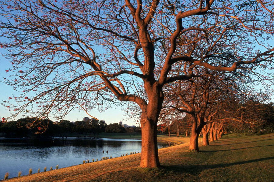 Rows of bare trees line a grassy bank beside a calm body of water, reflecting the soft light of sunset.