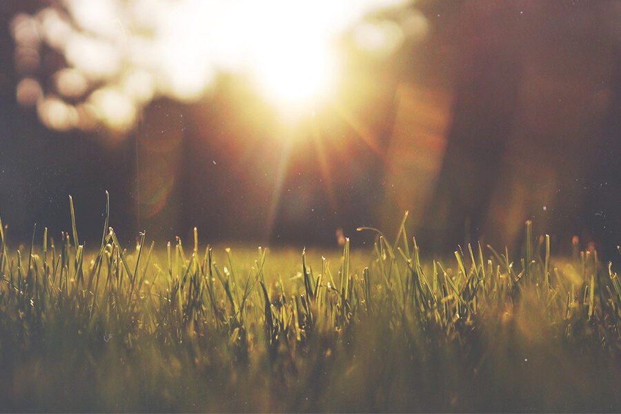 Close-up of grass illuminated by sunlight, with soft bokeh and warm colors creating a serene atmosphere.