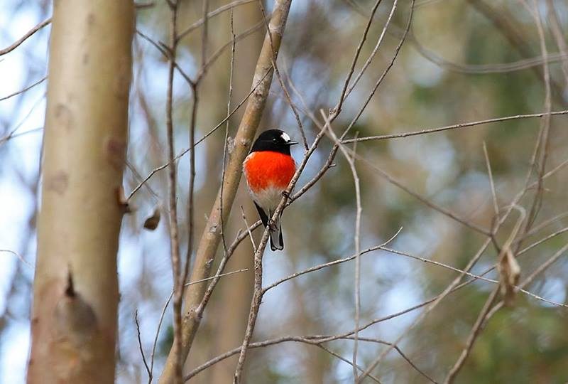 Dusk Walks at Mulligans Flats Woodlands Sanctuary