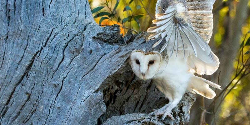 The Life, Times & Photographs Of Steve Parish