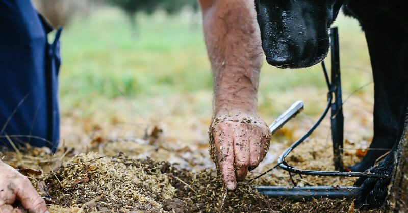 Meet The Truffle Hunters
