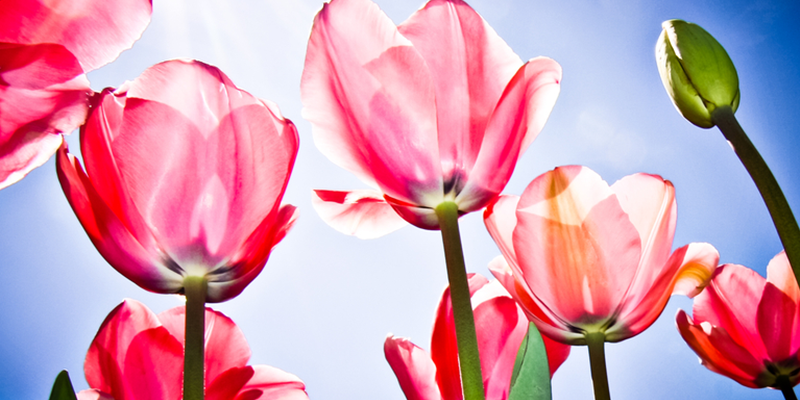 One Spring Sunday