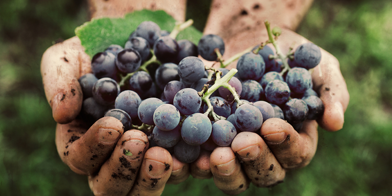 Clonakilla Wines