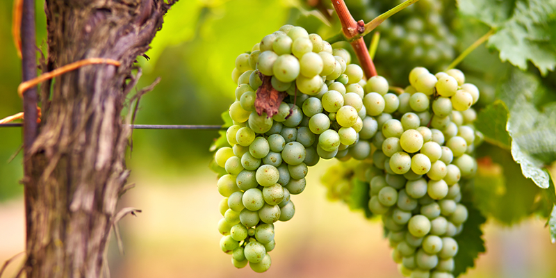 Ken Helm is Riesling