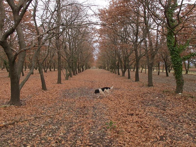 Welcome to Truffle Season