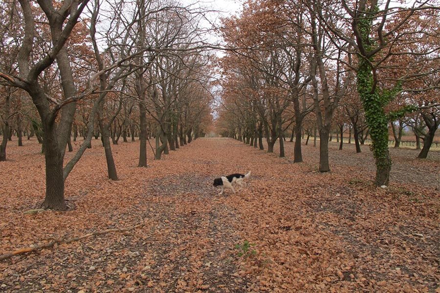 Welcome to Truffle Season