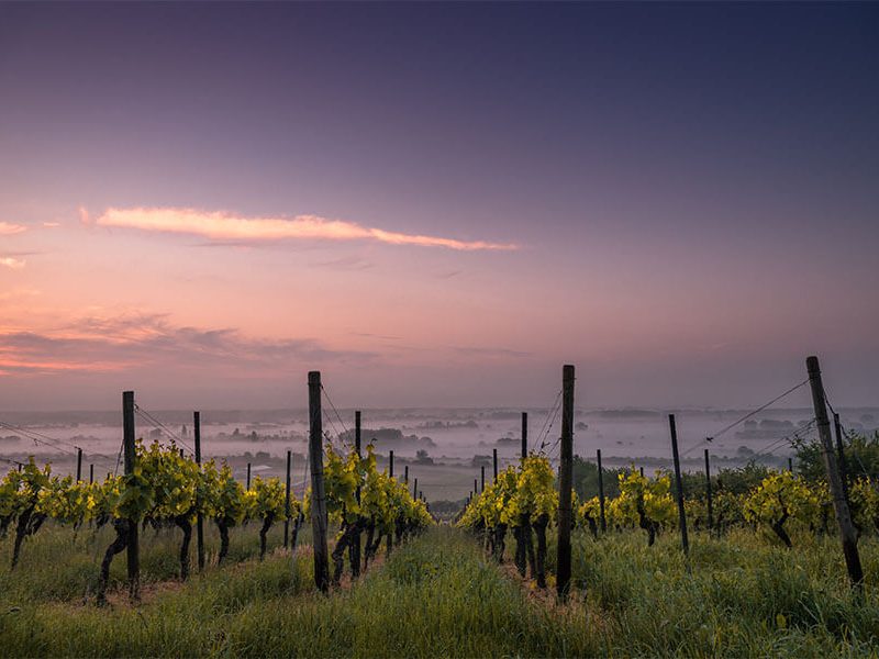 Four Wineries to Explore in Canberra