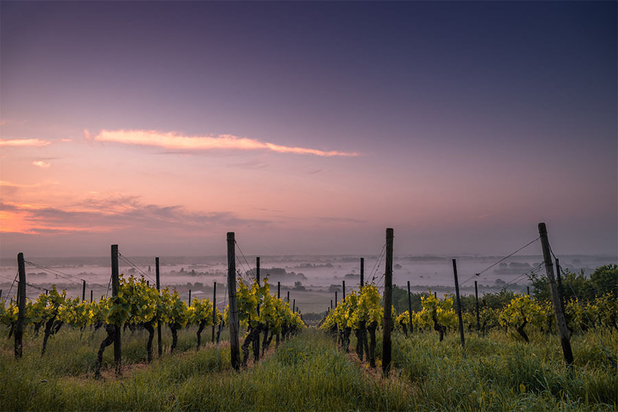 Four Wineries to Explore in Canberra
