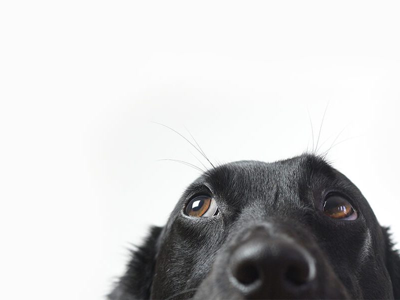 Top Dog Film Festival
