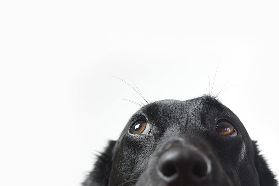Top Dog Film Festival