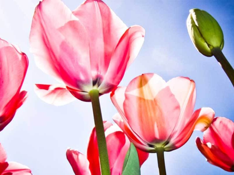 Floriade 2017 Is Almost Here