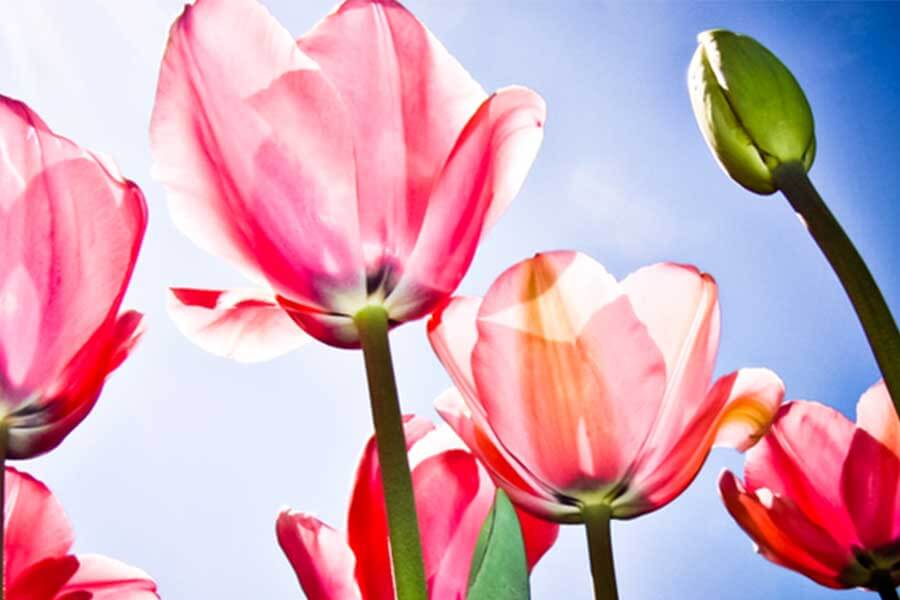 Floriade 2017 Is Almost Here