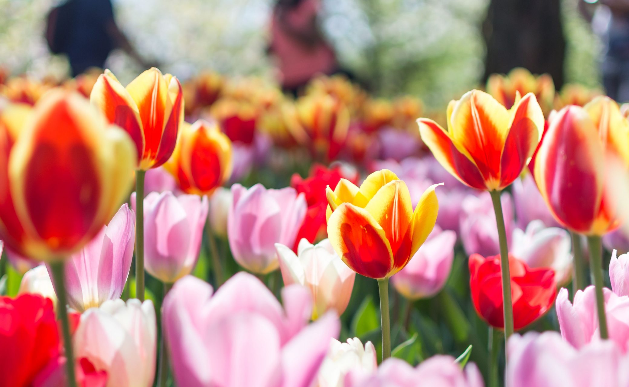 Floriade 2018 is here