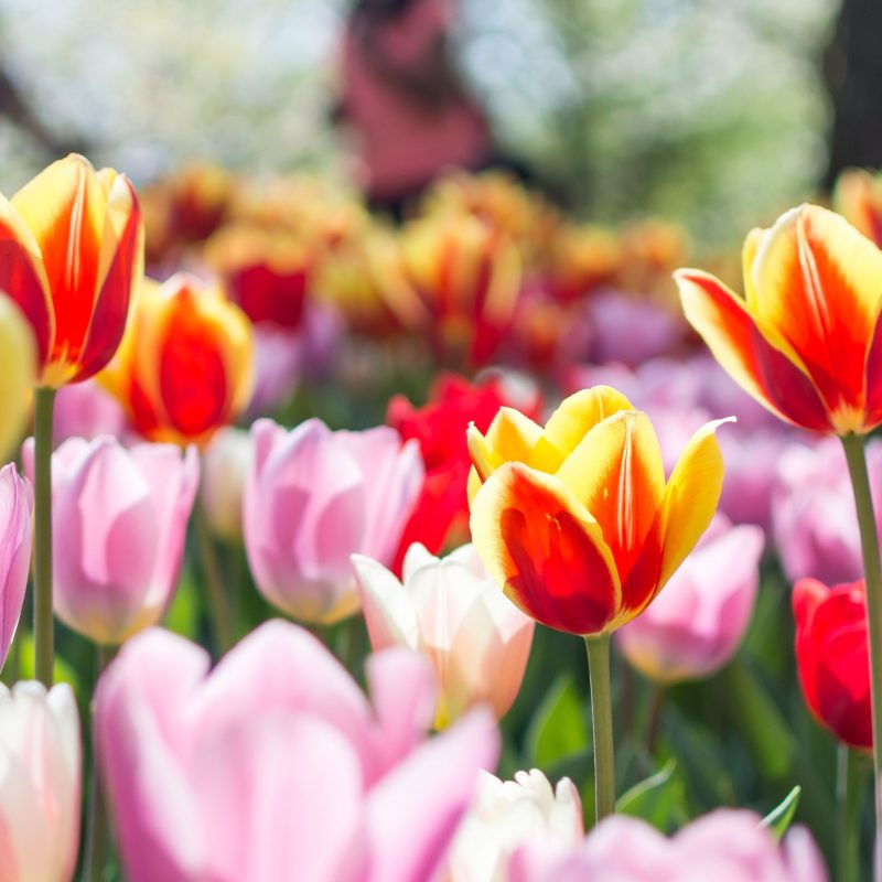 Floriade 2018 is here