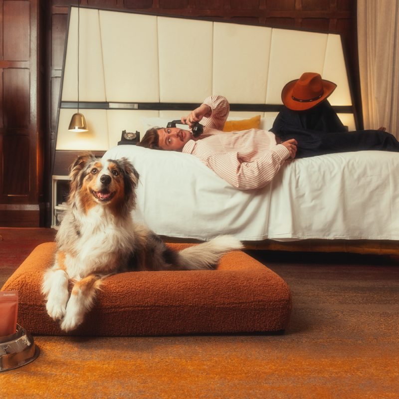 Dogs are better than humans.