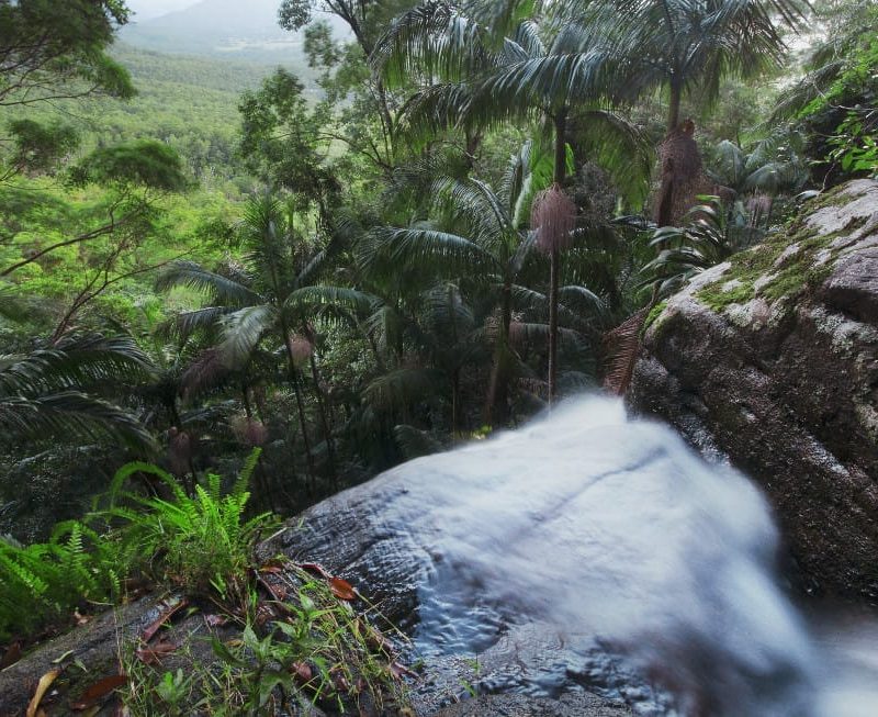 Gondwana Rainforests: Gold Coast’s Land Before Time