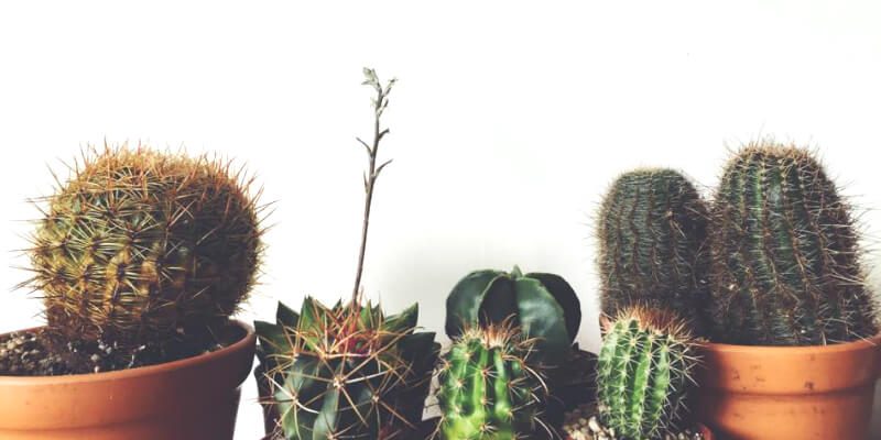 The Borrowed Nursery