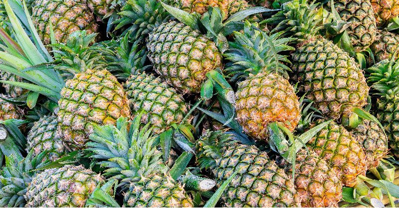 Exotic Pets Presents Aloha Pop-up bar