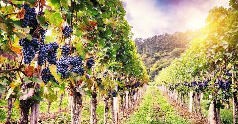 3 Wineries to See on the GC